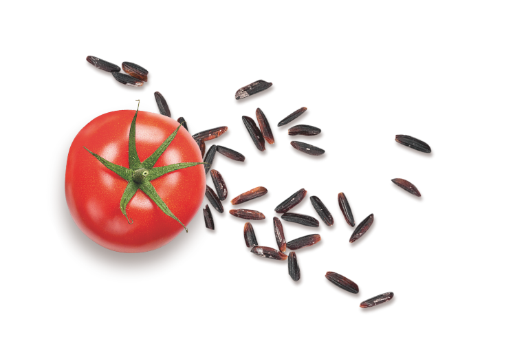 Tomate und Reis